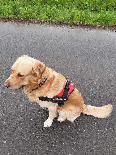 Customer photo review of Pfotenlove - Personalisiertes Anti-Zug Sicherheitsgeschirr – Premium Ausgabe