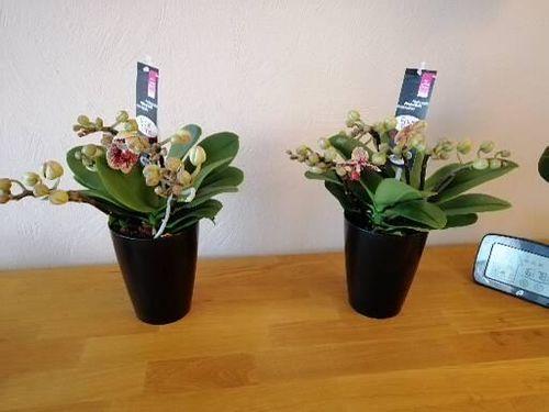 Customer photo review of Dendrochilum Orchideen 2er Paket