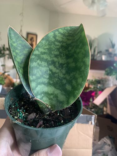 Customer photo review of Sansevieria Whale Fin