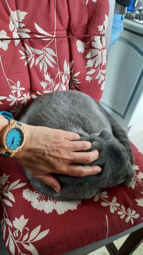 Customer photo review of Wood o'clock - Blaues Zebraholz