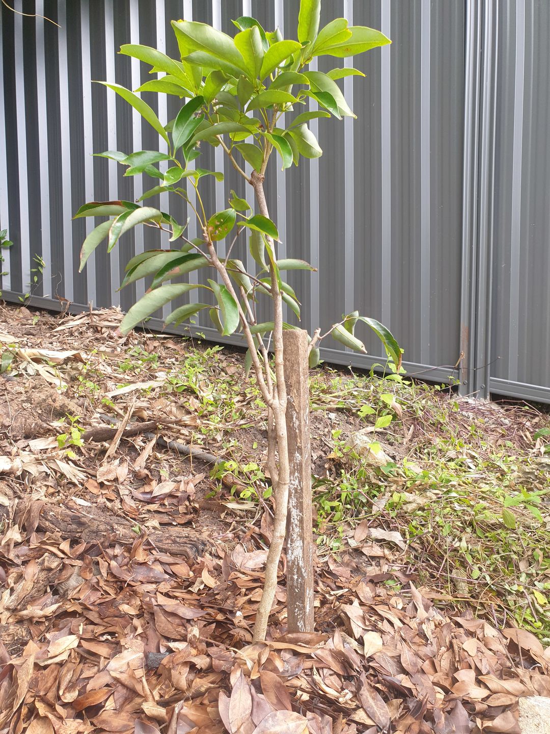 Customer photo review of Semi Dwarf Lychee - Kwai Mai Pink