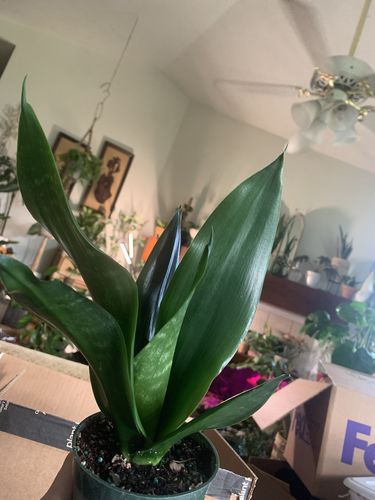 Customer photo review of Sansevieria Black Dragon