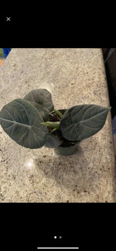 Customer photo review of Alocasia Maharani