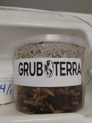 Customer photo review of GrubTerra Fresh Black Soldier Fly Larvae for Reptiles