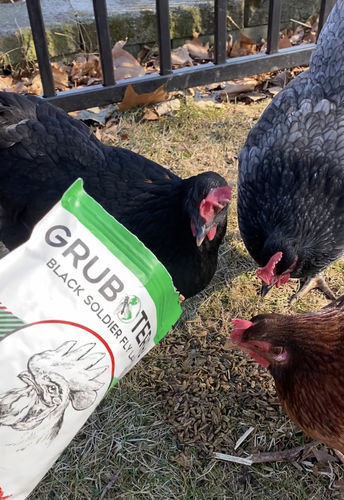 Customer photo review of GrubTerra Dried Larvae