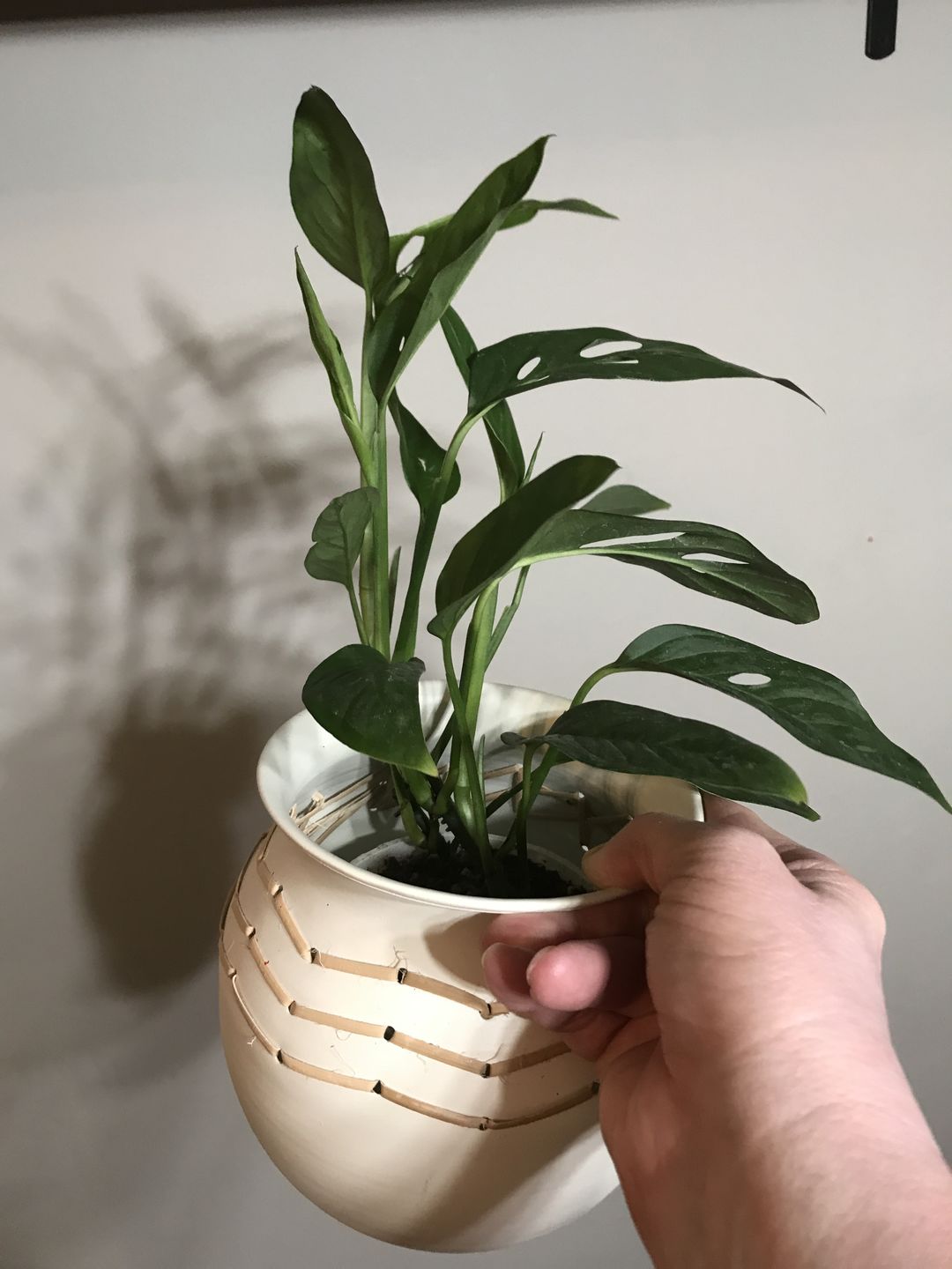 Customer photo review of 4" Monstera Adansonii (Narrow Leaf)