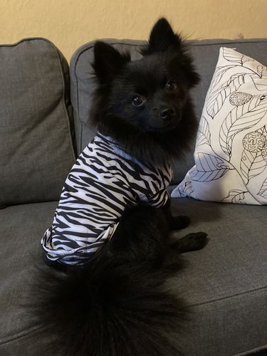 Customer photo review of UV & Bug Shirt - Repeltec for Dogs