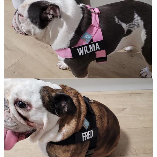 Customer photo review of Custom Name Patch For Dog Harness
