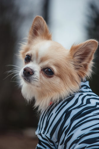 Customer photo review of UV & Bug Shirt - Repeltec for Dogs