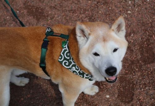 Customer photo review of PREMIUM Hundegeschirr gepolstert