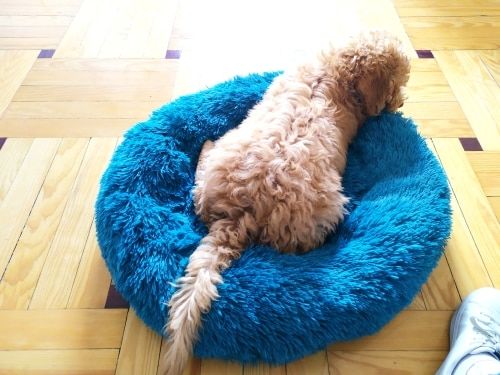 Customer photo review of Calming Fluffy Pet Luxury Bed