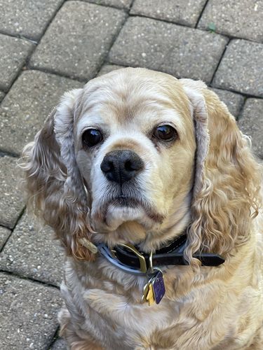 Customer photo review of Pup Wax Original Dog Nose Balm and Paw Wax