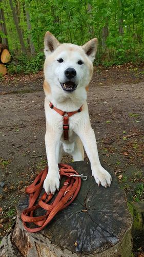 Customer photo review of PREMIUM Hundeleine 3 Meter verstellbar | gepolstert