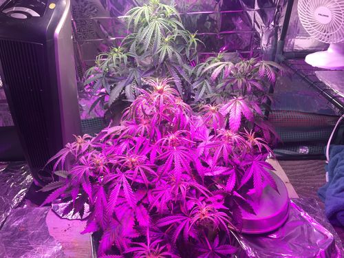 Customer photo review of Lotus Starter Pack (Grow, Bloom, Boost)