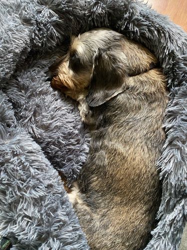 Customer photo review of Calming Fluffy Pet Luxury Bed