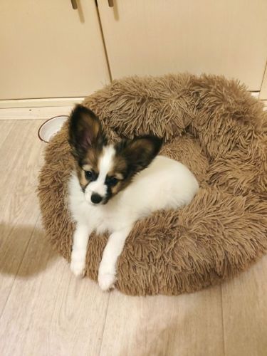 Customer photo review of Calming Fluffy Pet Luxury Bed