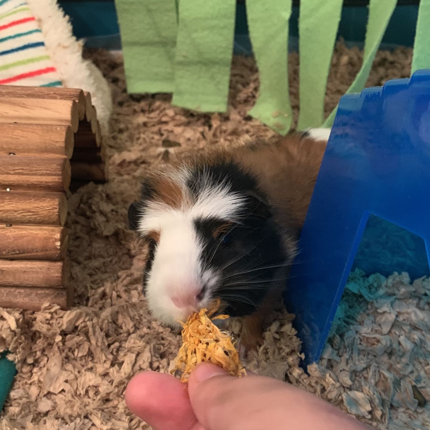 Customer photo review of GuineaDad Nourish Series - Herbal Supplement