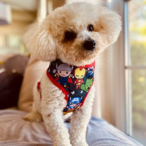 Customer photo review of Marvel baby dog harness/ superhero dog harness