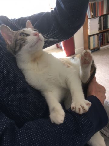 Customer photo review of Cat Spray