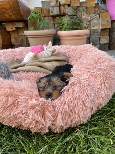 Customer photo review of Puppery Kuschelbett - Das Original
