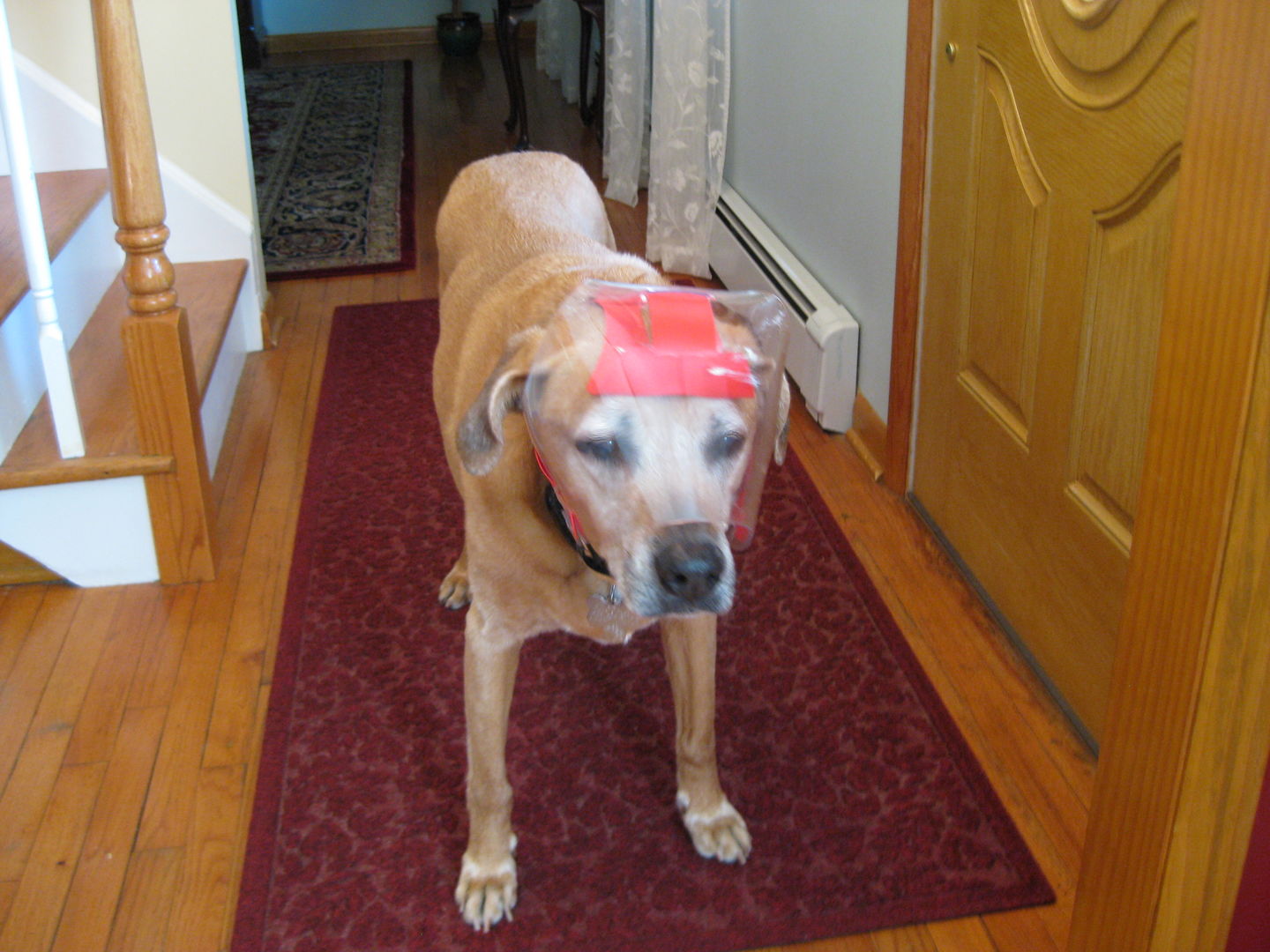 Customer photo review of NovaGuard Recovery Collar