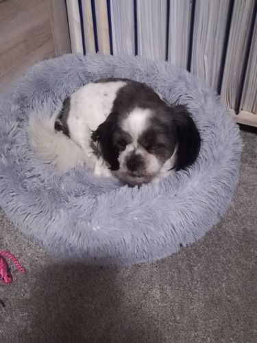 Customer photo review of Puppery Kuschelbett - Das Original