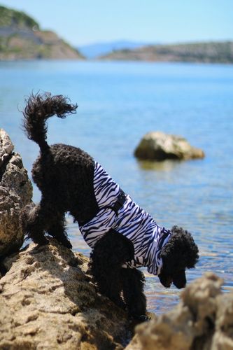 Customer photo review of Cool & Bug Vest - Repeltec for dogs - Available in June