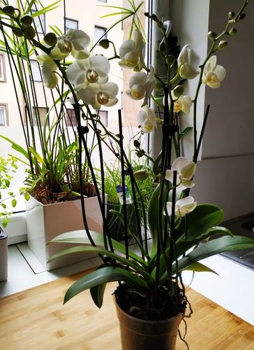 Customer photo review of Two of Us - Weiß mit 7+ Stielen