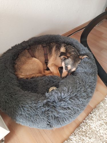 Customer photo review of Puppery Kuschelbett - Das Original