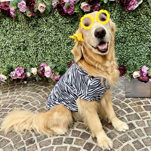 Customer photo review of UV & Bug Shirt for Dogs