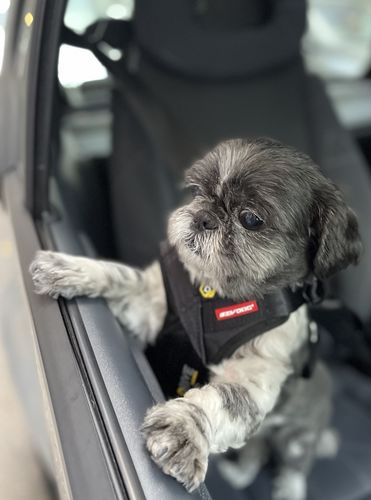 ezydog car harness