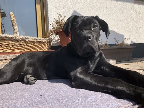 Kundenbewertung mit Foto zu BELISY Bachblüten Globuli für Hunde & Katzen - gegen Juckreiz - 10 g