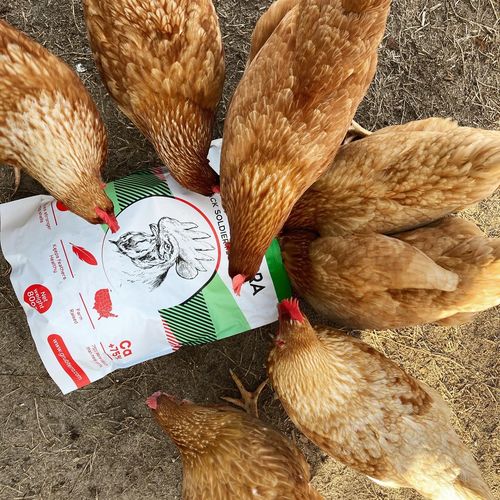 Customer photo review of GrubTerra Dried Larvae