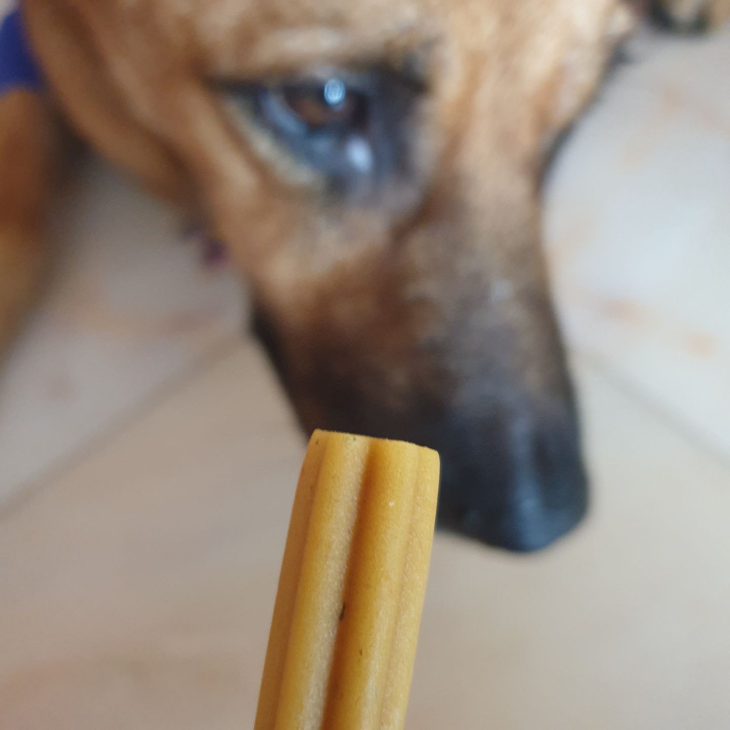 Customer photo review of arrr Dental Chew