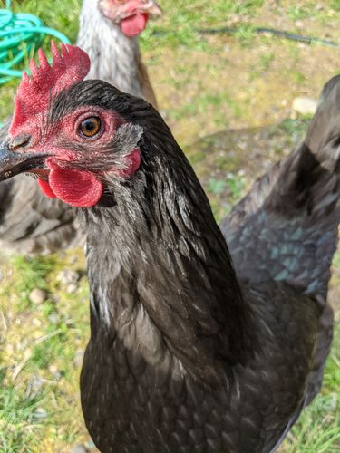 Customer photo review of GrubTerra Dried Larvae