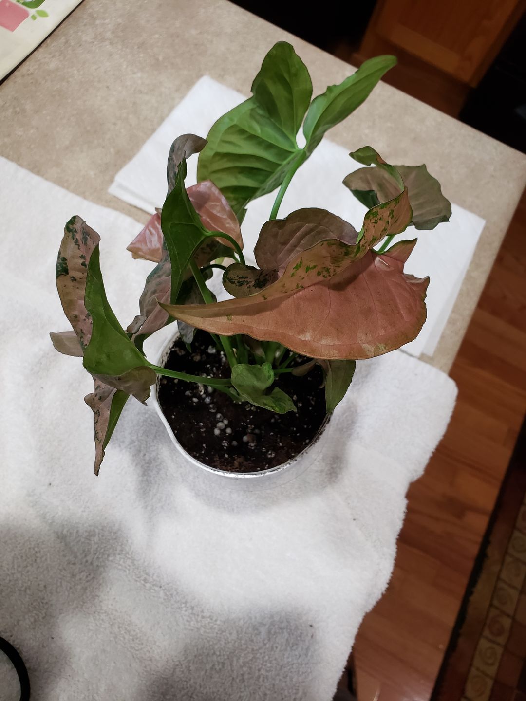 Customer photo review of 4" Syngonium Regina Red