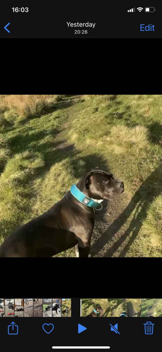 Customer photo review of 5cm RR Collar | Soft Padded & Reflective | Series 2 - Turquoise