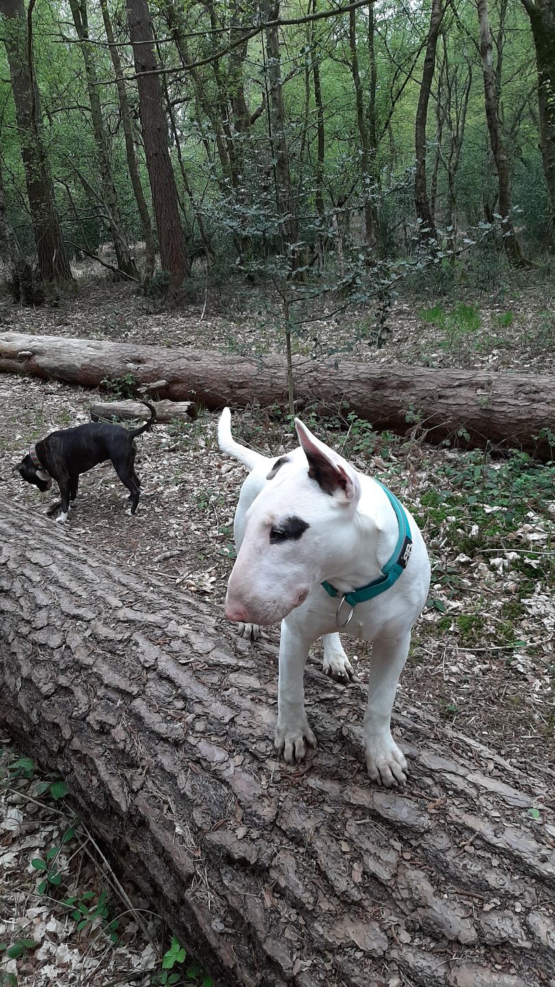 Customer photo review of 5cm RR Collar | Soft Padded & Reflective | Series 2 - Turquoise