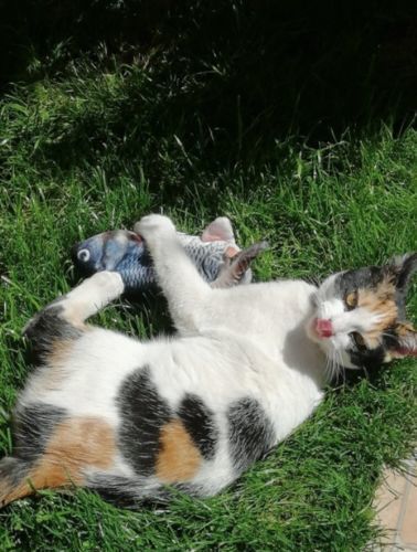 Customer photo review of LovingCats™ Rörlig fiskleksak | Det bästa sättet att hålla din katt välmående och hälsosam på