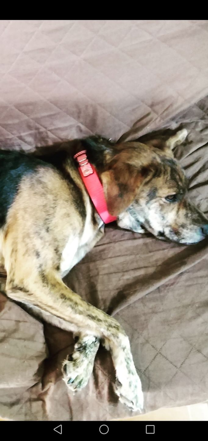 Customer photo review of Collar Duke Fucsia Corrugado/Rosado Corrugado
