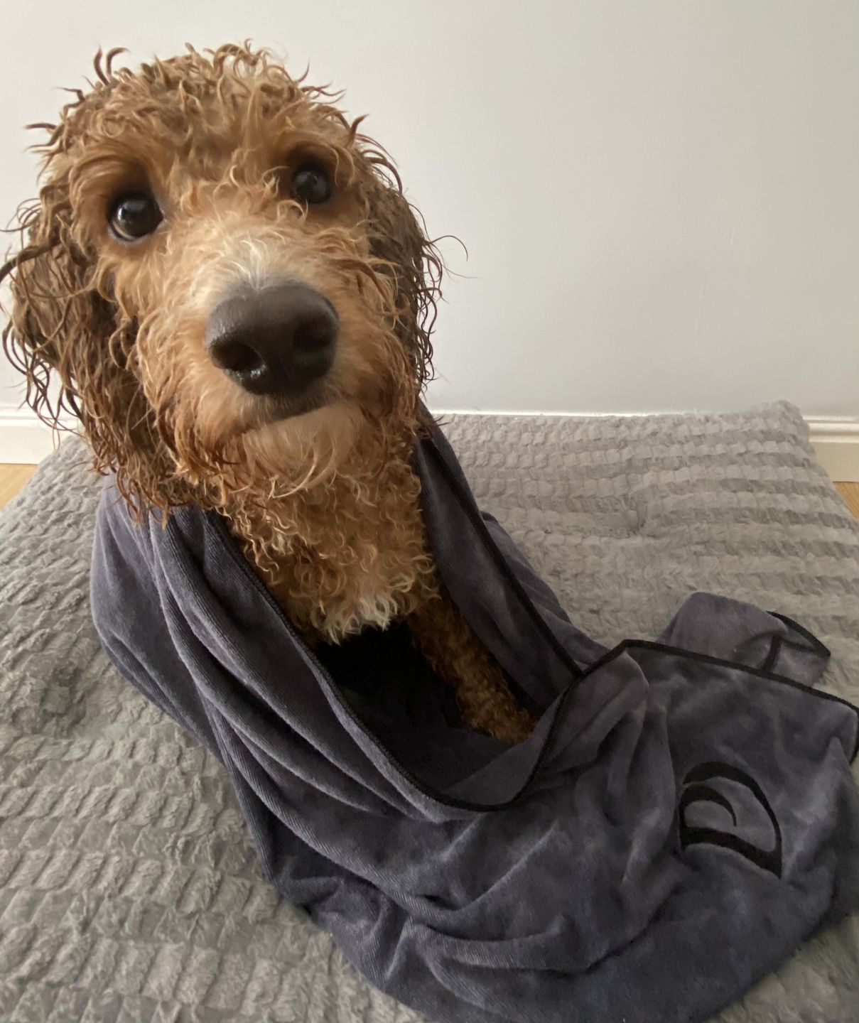 Customer photo review of Luxury Dog Towel