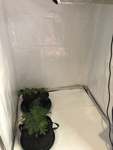 Customer photo review of 7 Mil Poly Panda Film - The Thickest Light-Proof Panda Film