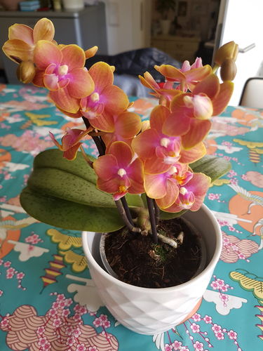 Customer photo review of Duftorchidee Dusty Belle mit orange-roten Blüten und 2 Stielen