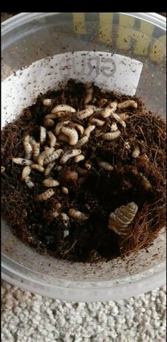 Customer photo review of GrubTerra Fresh Black Soldier Fly Larvae for Reptiles