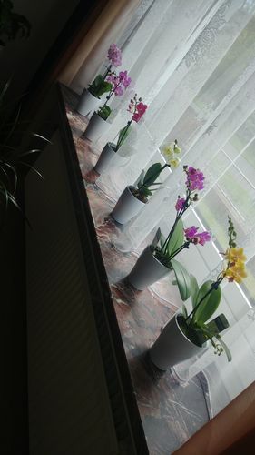 Customer photo review of 6er Set - Table Dance - Orchideen-Mix mit Keramik-Übertopf mit 1+ Stiel