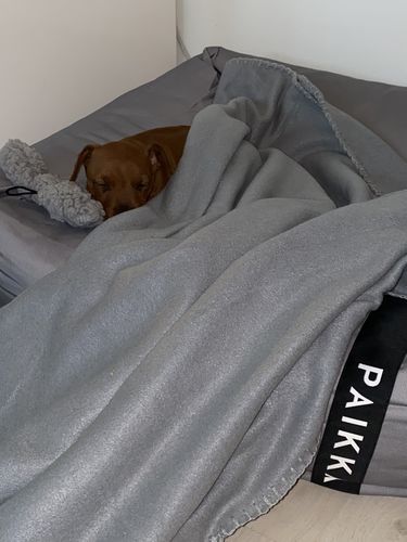 Customer photo review of Recovery Orthopedic Bed for Pets