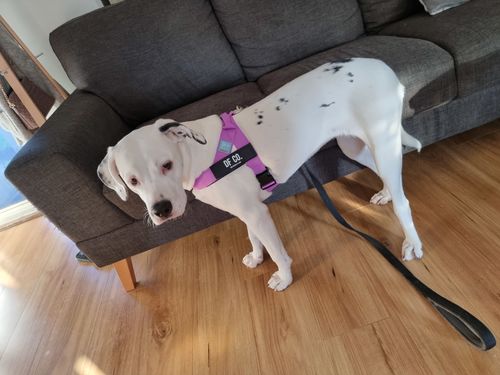 Customer photo review of DF Co. Purple Dog Harness