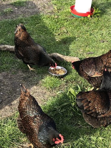 Customer photo review of BlackTasty™ Futtermittel aus Insekten