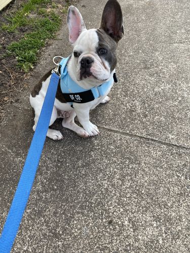 Customer photo review of DF Co. Sky Blue Dog Harness