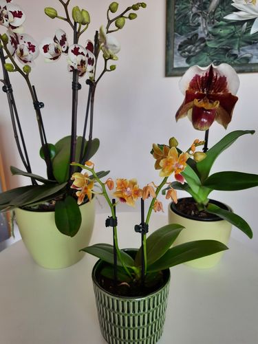 Customer photo review of Überraschungspaket - Surprise